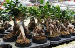 How To Grow Ginseng In A Greenhouse