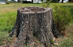 How To Kill A Tree Stump