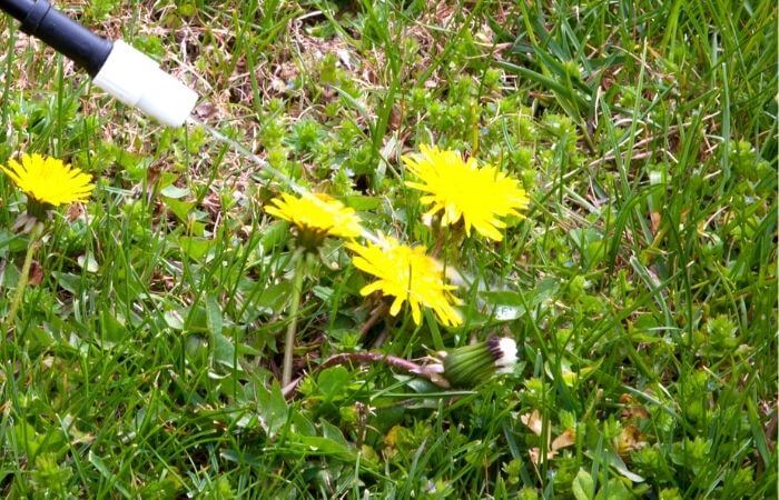 killing dandelions in lawn with herbicide