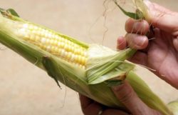 Can You Compost Corn Husks And Cobs?