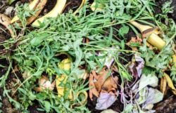 Should A Compost Pile Be Covered?