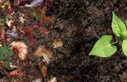 Compost Starters: How To Accelerate Your Compost