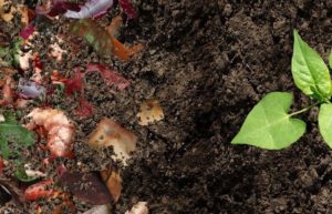 accelerated compost