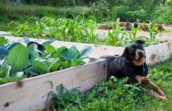 Are Raised Garden Beds Better Than In-Ground?
