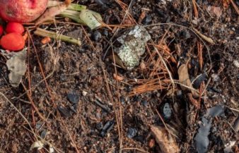 Are Pine Needles Good For Compost?