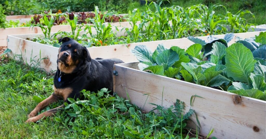 dog sitting beside raised garden beds