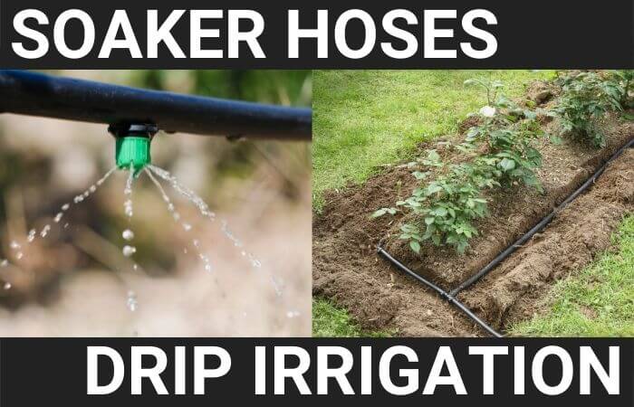 drip irrigation versus soaker hose