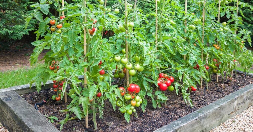 tomato plants growing in raised bed