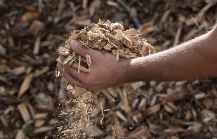 wood chips in hand