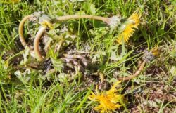 Best Dandelion Killers For Lawns And Gardens