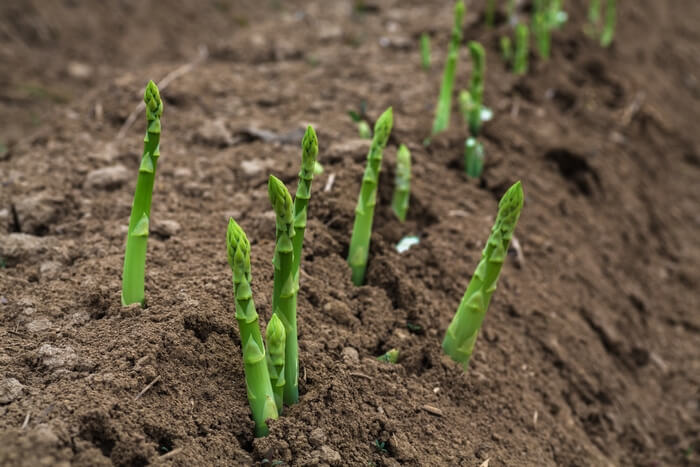 asparagus sprouting