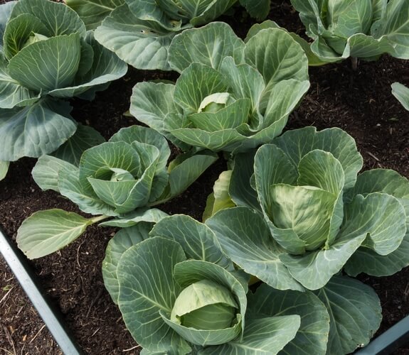 cabbages in raised beds