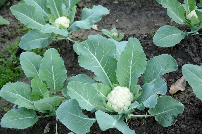 cauliflower in garden