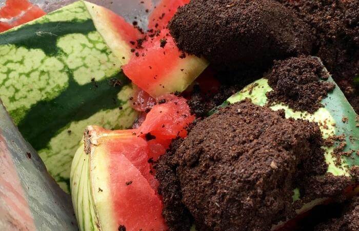 composting watermelon