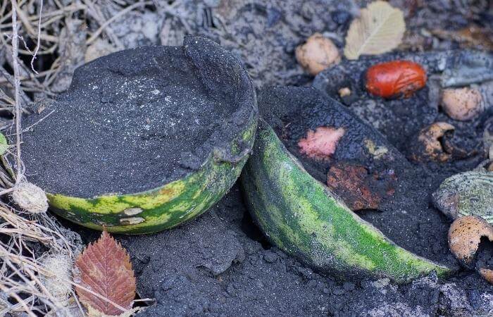 decomposing watermelon compost