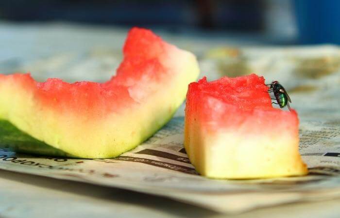 fly on watermelon rind