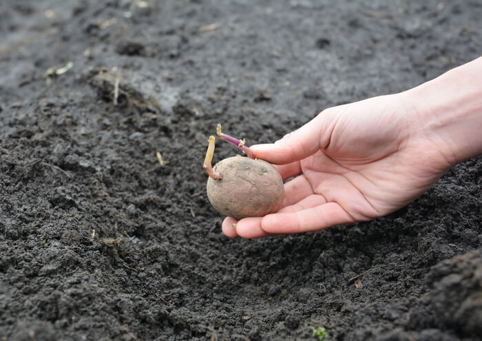 potatoes being planted