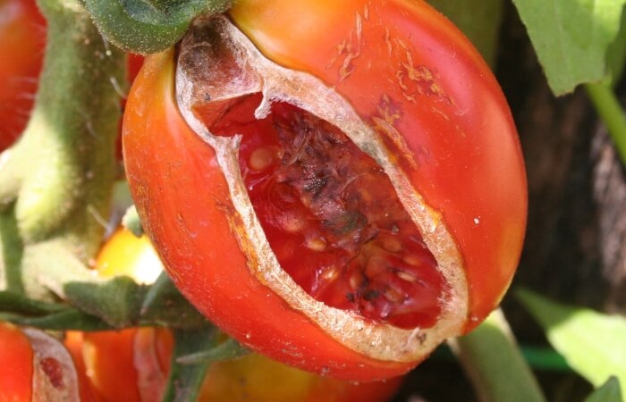 rotten overripe tomato black seeds inside