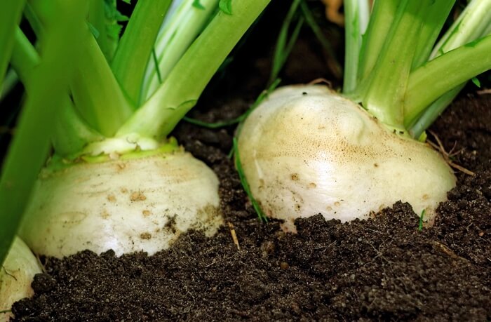 white turnips in soil