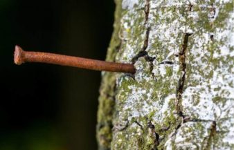 Will Copper Nails Kill A Tree?