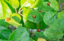 Buying Ladybugs For Your Garden
