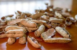 Can You Compost Peanut Shells