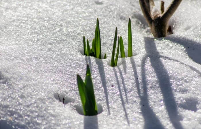 how to keep outdoor plants alive during winter