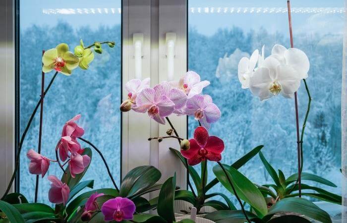 orchids growing indoors in winter