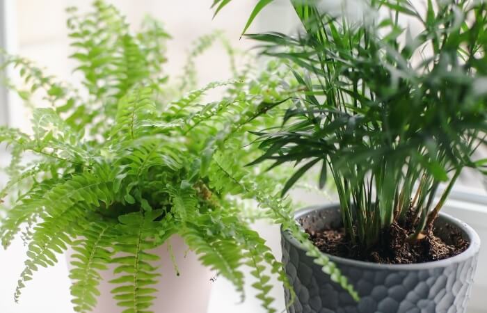 best plants for self watering pots
