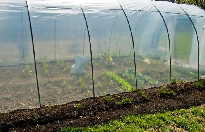 best vegetables growing in greenhouse