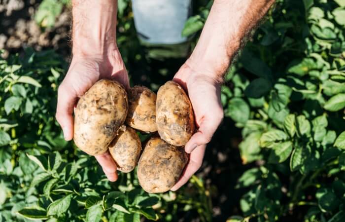 blight resistant potatoes
