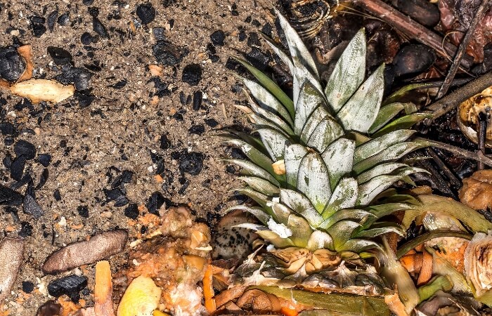 can you compost pineapple