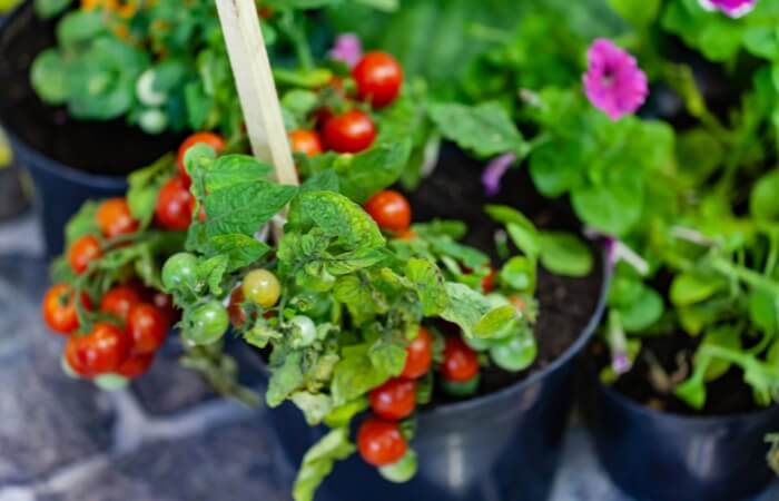 cherry tomatoes growing in pots