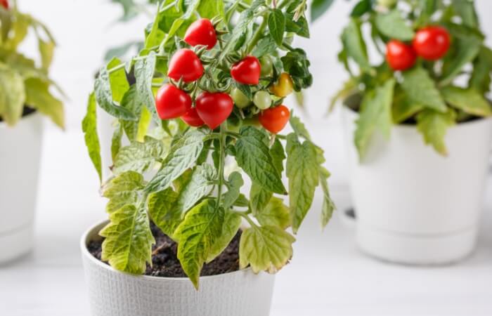 cherry tomatoes in planter pots with drains