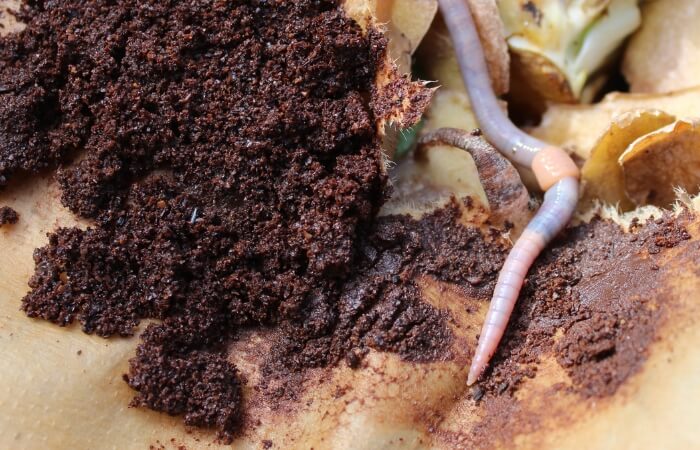 coffee grounds composting