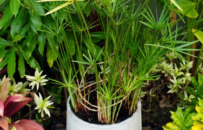 cyperus alternifolius umbrella palm in planter pot