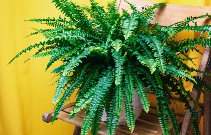 ferns in pot (tracheophyta polypodiopsida)