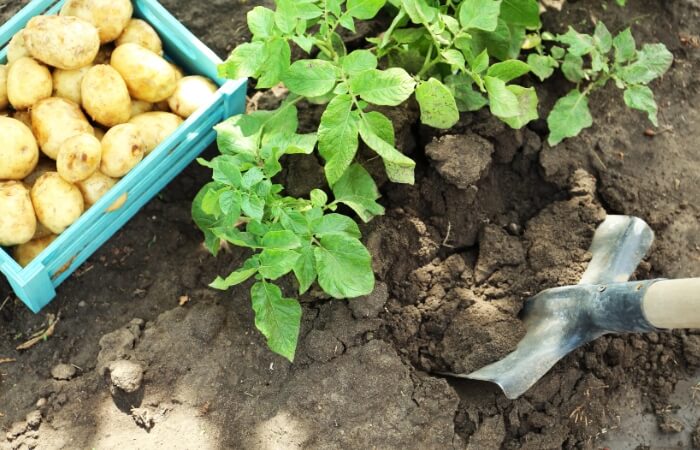 gardener harvesting new potatoes