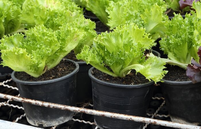 Greenhouse Baby Lettuce