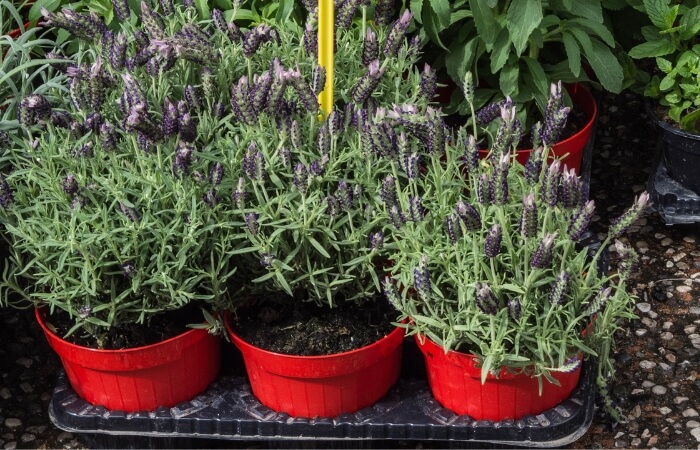 Greenhouse Lavender in Pots