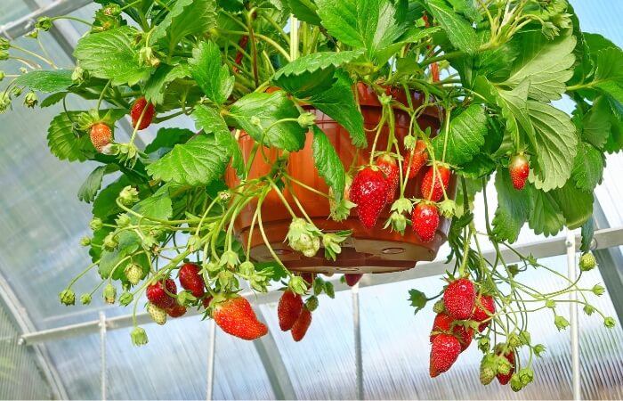 Greenhouse Strawberries In Hanging Pot
