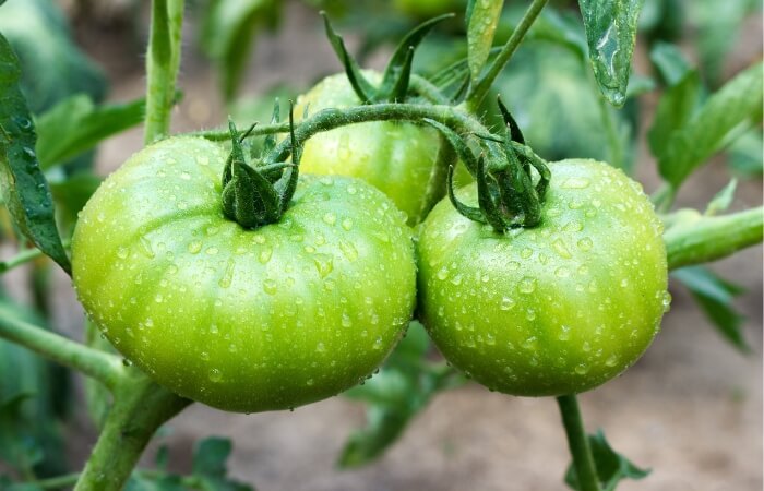 large green tomatoes after rain