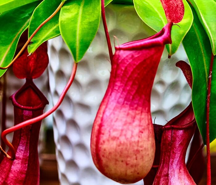 nepenthes alata pitcher plant