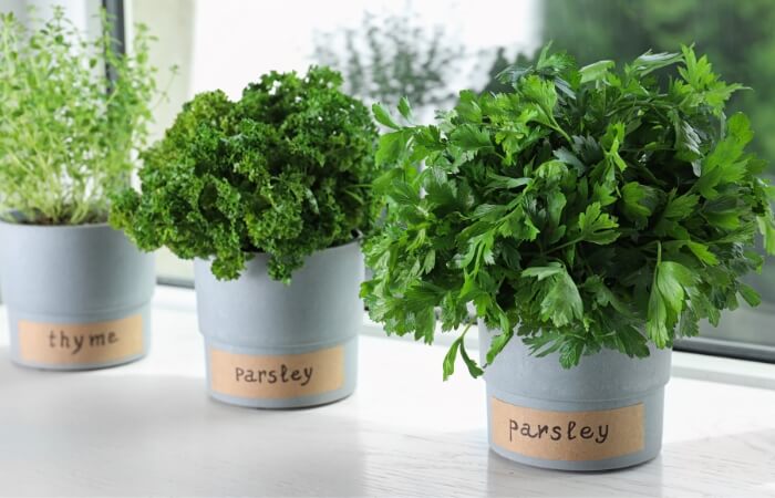 parsley thyme in small pots