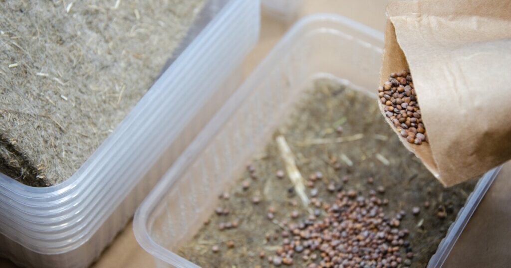 planting microgreen seeds in container