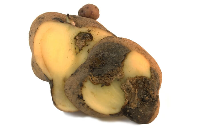 potato blight on potato