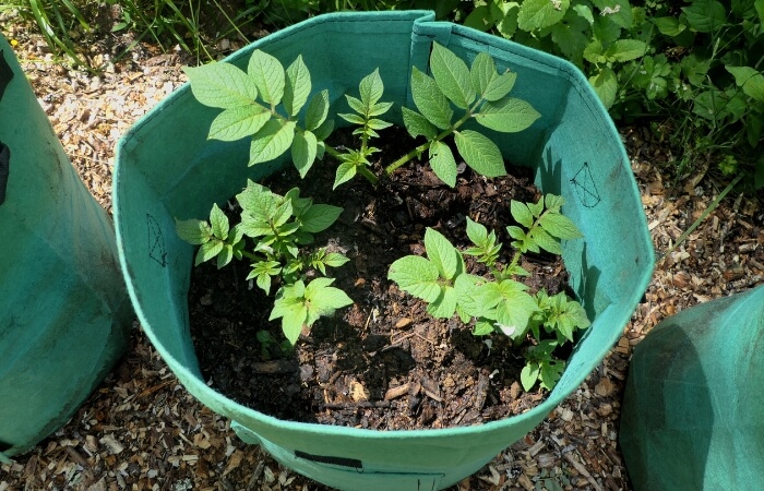 potatoes growing in grow bags