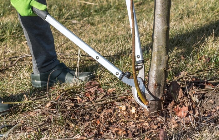 pruning branches with bypass loppers