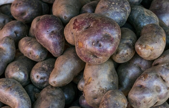 pile of purple peruvian potatoes