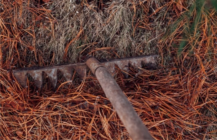 raking pine needles for composting